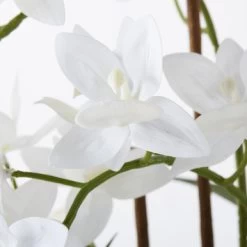 Cycnoches Spray In Pot