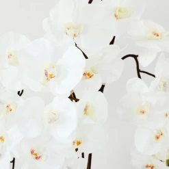 Nikki Chu - Orchid In Black Vase -Upholstery Shop webimage 168213601 DTL