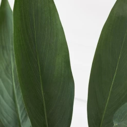 Faux Potted Water Canna -Upholstery Shop webimage 207190249 dtl2