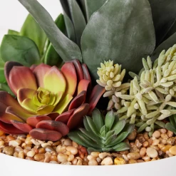 Succulent Assortment In Bowl -Upholstery Shop webimage 207999711 dtl
