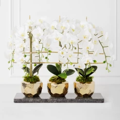 Orchid Trio With Granite Slab