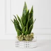 Mother In Law's Tongue Succulent With Bowl -Upholstery Shop webimage 207999718