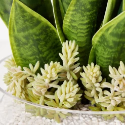 Mother In Law's Tongue Succulent With Bowl -Upholstery Shop webimage 207999718 dtl