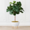 Fiddle Leaf Tree In Bowl -Upholstery Shop webimage 207999719