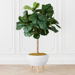 Fiddle Leaf Tree In Bowl