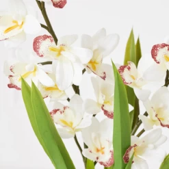 Cymbidium In Glass Vase -Upholstery Shop webimage 207999720 dtl1