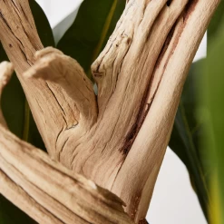 Fiddle Leaf Branches In Bowl -Upholstery Shop webimage 207999724 dtl1