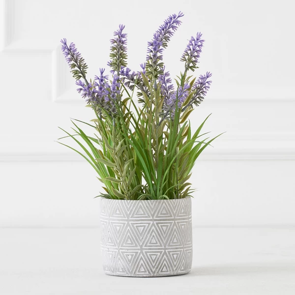 Lavender In Grey Pot 3 Lavender In Grey Pot