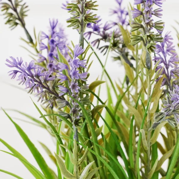 Lavender In Grey Pot 5 Lavender In Grey Pot - Image 3