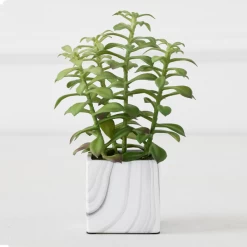 Tree Succulents In Marble Pot