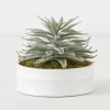 Succulent In White Round Pot