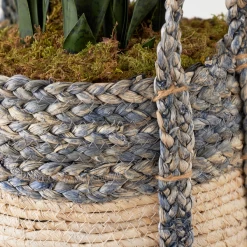 Mother In Law's Tongue In Basket -Upholstery Shop webimage 207999974 dtl1