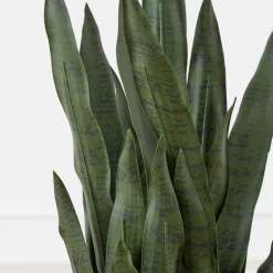 Mother In Law's Tongue In Basket -Upholstery Shop webimage 207999974 dtl2