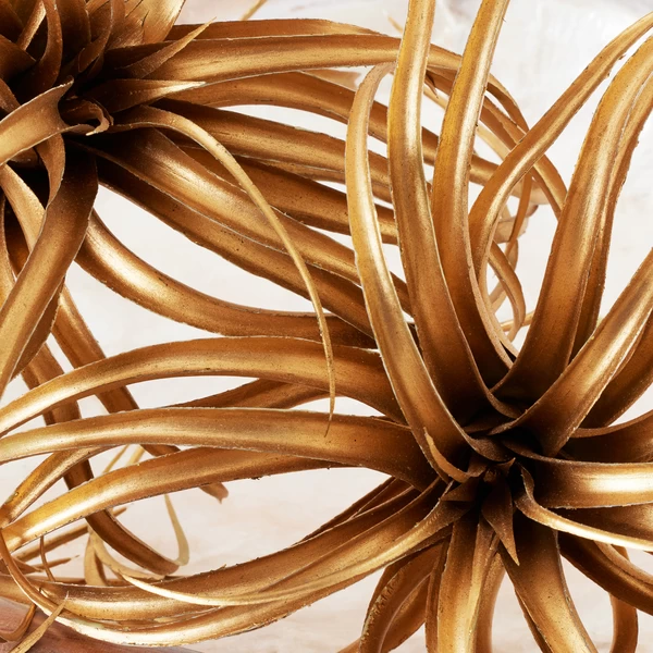 Faux Air Plant 5 Faux Air Plant - Image 3