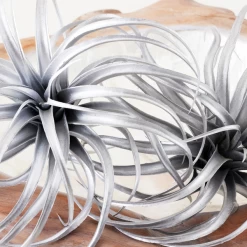 Faux Air Plant -Upholstery Shop webimage 209204773 DTL